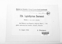 Leptothyrium dearnessii image